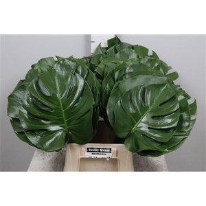 Monstera Blad 27cm