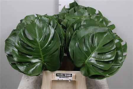 <h4>Monstera Blad 27cm</h4>