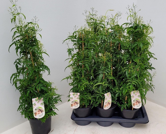 <h4>JASM POLYANTHUM WIT</h4>