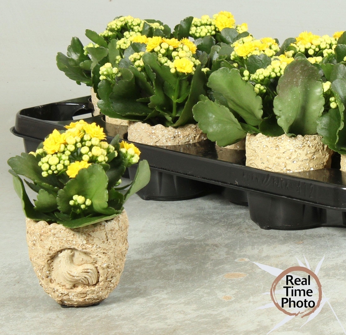 <h4>ARR KAMERPL</h4>