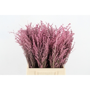 DF Lavender Bs Pink