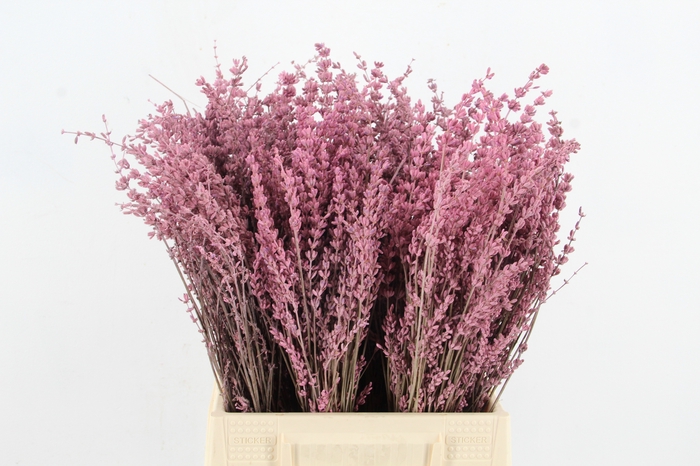 <h4>DF Lavender Bs Pink</h4>
