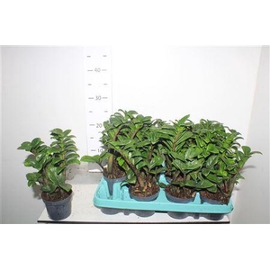 Zamioculcas Zenzi 9 Cm Decorum, 4+