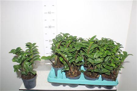 <h4>Zamioculcas Zenzi 9 Cm Decorum, 4+</h4>