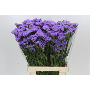 Limonium sinuatum Donau Birds