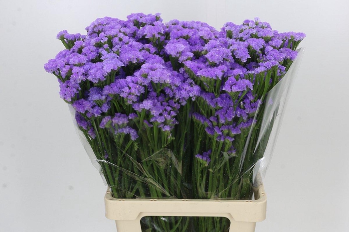 <h4>Limonium sinuatum Donau Birds</h4>