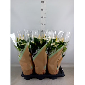 Anthurium andr. 'Snow Love'