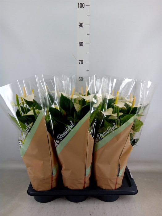 <h4>Anthurium andr. 'Snow Love'</h4>