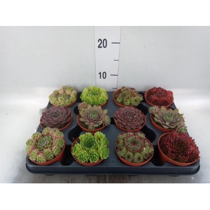 Succulents   ...
