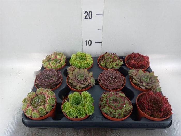 <h4>Succulents   ...</h4>