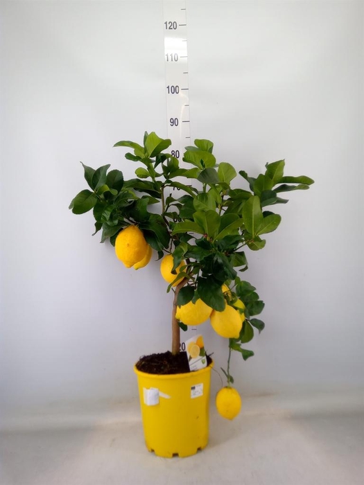 <h4>Citrus   ...</h4>