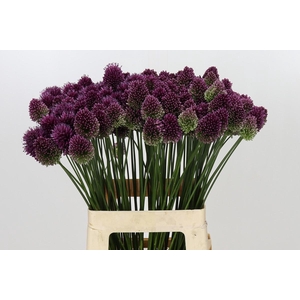Allium Sphaerocephalon