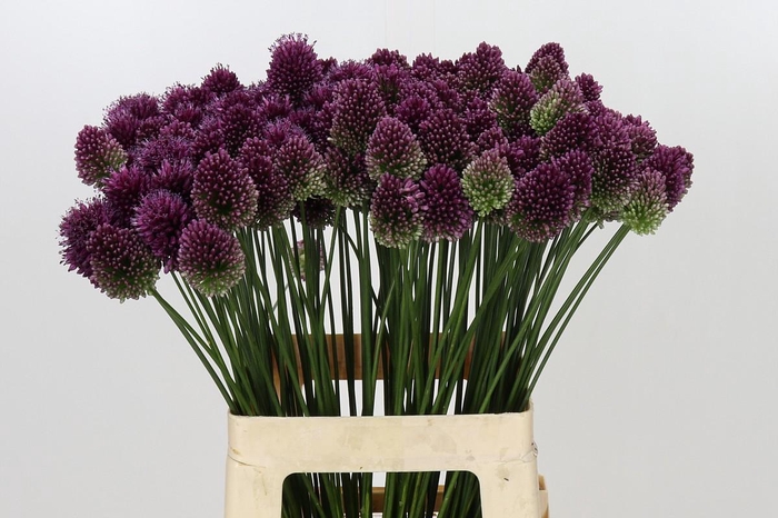 <h4>Allium Sphaerocephalon</h4>