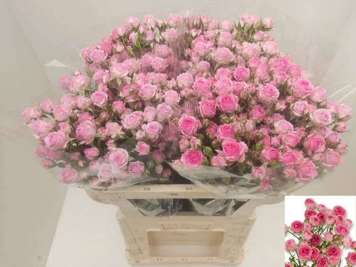 <h4>R TR KATE-LYNN PINK</h4>