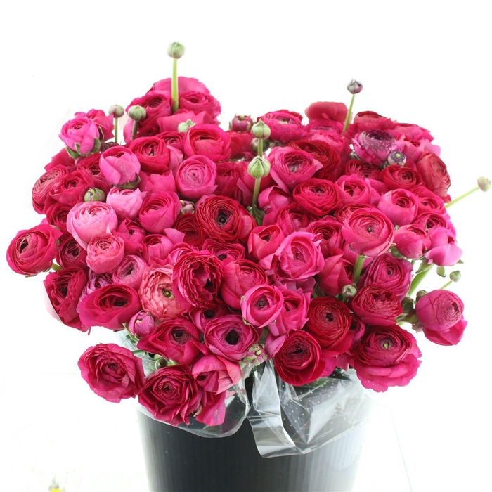 <h4>Ran El Sr Hot Pink Prima</h4>