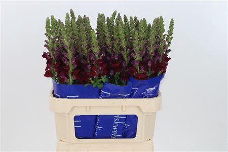<h4>Antir Antibes Red</h4>