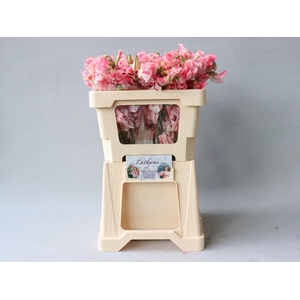 Lathyr Pink Wedding