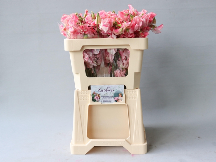 Lathyr Pink Wedding