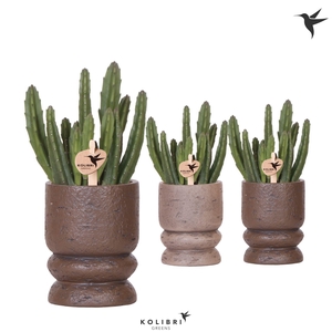 Kolibri Greens Stapelia Leendertziae in Vintage pot mix