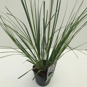 Graminées Cortaderia sell. 'Mini Pampas'
