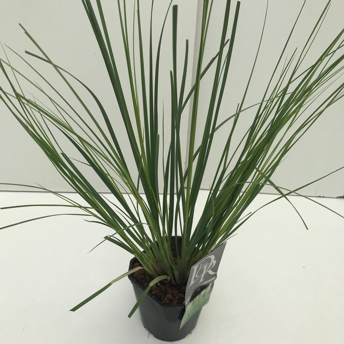 <h4>Graminées Cortaderia sell. 'Mini Pampas'</h4>