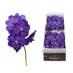 Vanda 20 tak Tweed Blue