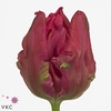 Tulipa pa marvel parrot