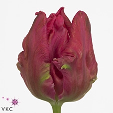 Tulipa pa marvel parrot