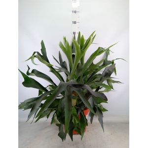 Platycerium bifurc.