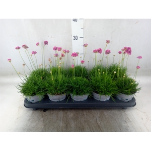 Armeria maritima