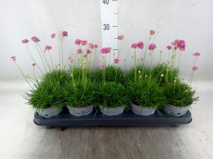 <h4>Armeria maritima</h4>