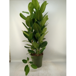 Ficus benghalensis 'Audrey'