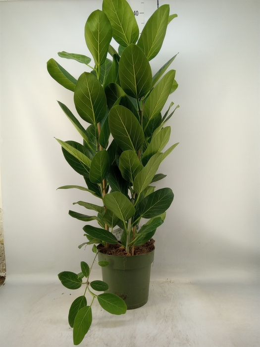 <h4>Ficus benghalensis 'Audrey'</h4>
