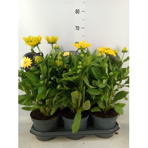 Rudbeckia hirta 'Sunbeckia Ophelia'
