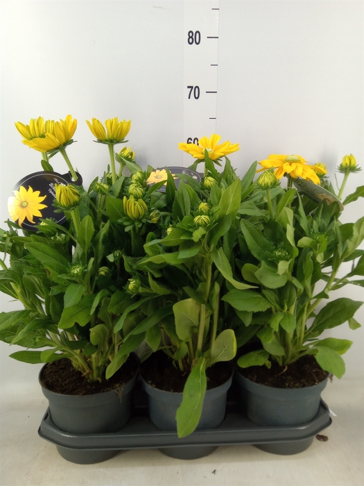 <h4>Rudbeckia hirta 'Sunbeckia Ophelia'</h4>