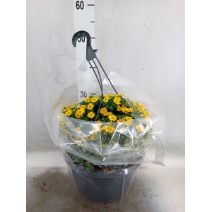 Hanging baskets