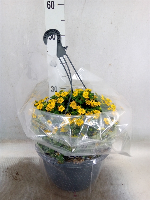 <h4>Hanging baskets</h4>