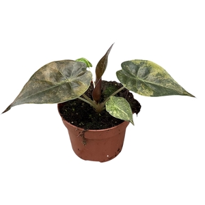 Alocasia