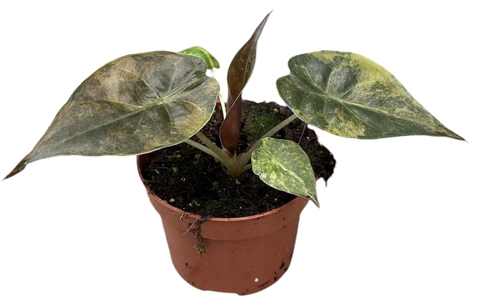 <h4>Alocasia</h4>