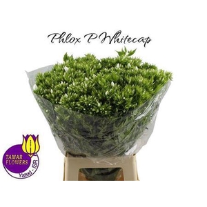 Phlox P Whitecap