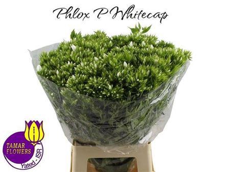 <h4>Phlox P Whitecap</h4>