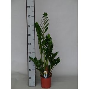 ZAMIO ZAMIIFOLIA