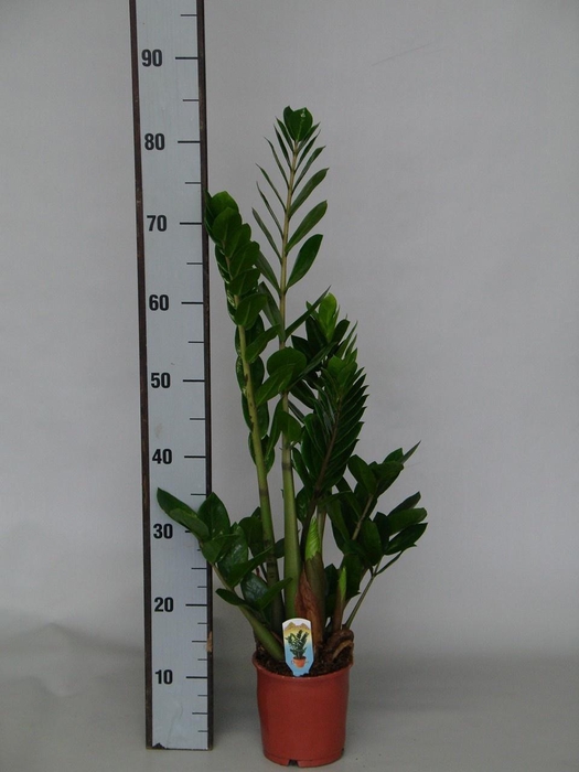 <h4>ZAMIO ZAMIIFOLIA</h4>