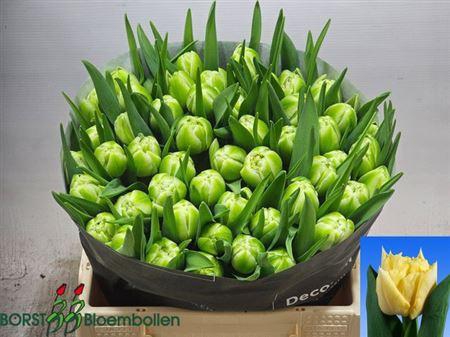 <h4>Tu Du Avant Garde</h4>