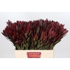 Leucadendron saf sunset