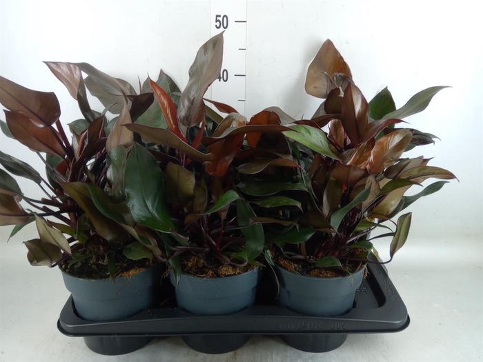 <h4>Philodendron   ...</h4>