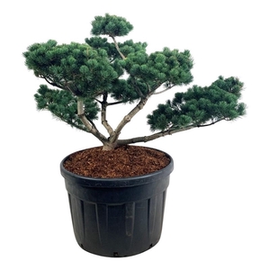 Pinus parv. 'Negishi'