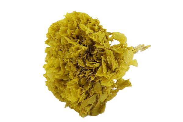 Bunch Hydrangea Pres.