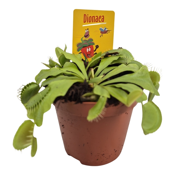 <h4>Dionaea muscipula</h4>