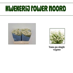 TANA PA SINGLE VEGMO